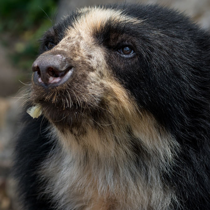 Las Especies Endemicas De Colombia Comfenalco Antioquia