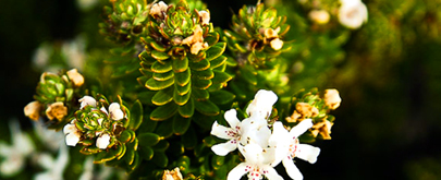 Picture of flowering bush